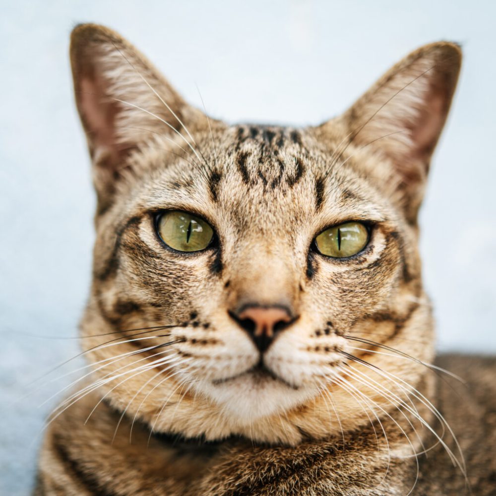 Focus closely on the tabby eyes